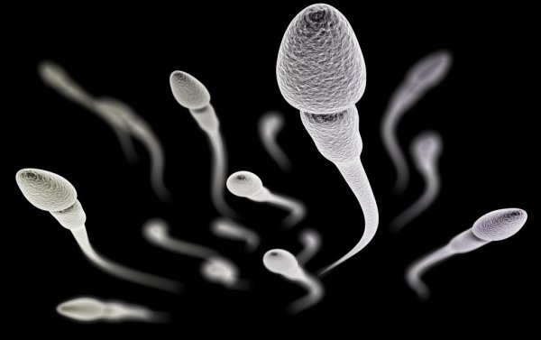 Все, что вы хотели знать о сперме, но вам так никто и не рассказал
