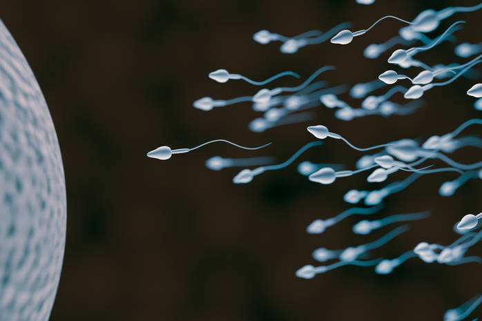 Из жизни спермы